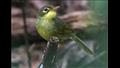 dusky-tetraka-is-a-Madagascar-native-songbird