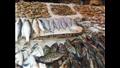 سوق السمك ببورسعيد (5)