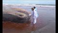 نفوق الحيتان على الشواطئ الإندونيسية