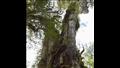 يصف العلماء شجرة الجد الأكبر بأنها كبسولة زمنية