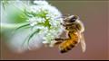 مخلفات النحل تسببت في أزمة أثناء الحرب الباردة