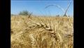 حصاد محصول القمح (3)