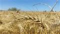 حصاد محصول القمح (3)