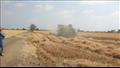 محافظ القليوبية يفتتح موسم حصاد القمح بمزارع كلية الزراعة بمشتهر