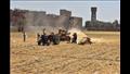 محافظ أسيوط يتفقد حصاد محصول القمح بأحد الحقول بمنفلوط 
