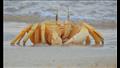 سلطعون على شاطئ البحر من صور هشام للحياة البحرية 