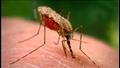مرض الملاريا القاتل