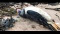 لغز على الشاطئ.. نفوق آلاف الطيور البحرية (فيديو)