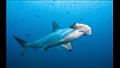 أنواع أسماك القرش في البحر الأحمر (1)