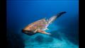 أنواع أسماك القرش في البحر الأحمر (6)