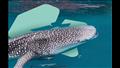 أنواع أسماك القرش في البحر الأحمر (9)