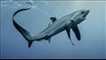 أنواع أسماك القرش في البحر الأحمر (11)