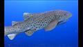 أنواع أسماك القرش في البحر الأحمر (15)