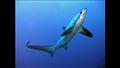 أنواع أسماك القرش في البحر الأحمر (16)