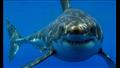أنواع أسماك القرش في البحر الأحمر (18)
