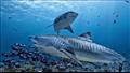 أنواع أسماك القرش في البحر الأحمر (2)