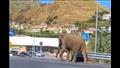  فيل يفاجئ المارة وقائدي السيارت في إيطاليا