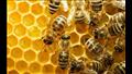 عسل النحل (5)
