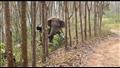  فيل يعثر على شيء غير متوقع في غابة بالصين