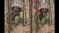  فيل يعثر على شيء غير متوقع في غابة بالصين