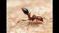 النمل في اركان المنزل 