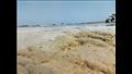 زبد البحر يزين شواطئ بورسعيد