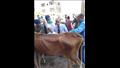 قوافل بيطرية لعلاج الماشية في أسيوط