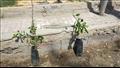 زراعة أشجار في الإسكندرية (8)