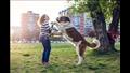 كلب يقفز والصورة من spruce pets