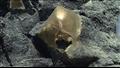 اكتشاف جسم ذهبي غامض في قاع المحيط