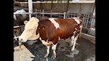 الإنتاج الحيواني 