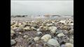 الأمواج ترسم لوحات فنية من المحار على شواطئ بورسعيد (11)