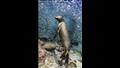 أفضل صورة لهذا العام.. أسد البحر في لوس إسلوتس.. تصوير جلين أوستل