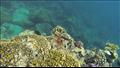 أخطبوط مموه يختبئ بين الشعاب المرجانية