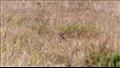 الفهد البري يختبئ في العشب المجفف الطويل