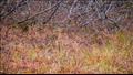 تستخدم البطة البرية لونًا مموهًا للاختباء في العشب البرتقالي الخريفي