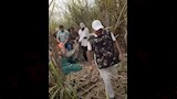نمر يهاجم 3 عمال في غابة 