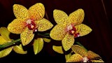 زهرة الأوركيد كينابالو الذهبي (Kinabalu Gold Orchid) 