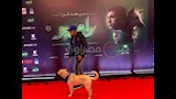 كلب رامبو بطل فيلم البحث عن رامبو من العرض الخاص (2)