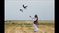 سباق حورس للطيور الجارحة بصحراء برج العرب 
