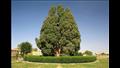 شجرة سرو أباركو يقال إن عمرها 4500 سنة