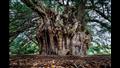 شجرة فورتينجال في اسكتلندا يقال إن عمرها 9000 سنة