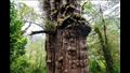 شجرة أليرس ميليناريو يقدر عمرها بـ 5400 سنة