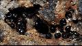 بيض الديدان المسطحة المكتشفة في المحيط الهادي