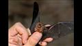 خفاش كيتي ذو الأنف الخنزيري أصغر الثدييات في العالم
