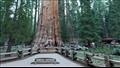 يحتوي جذع شجرة السيكويا على نحو (1486.6 مترًا مكعبًا) من المواد