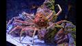 سرطان البحر العنكبوتي العملاق في المحيط الهادئ