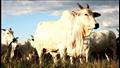 حزر فزر- ما قصة البقرة الأغلى في العالم؟.. سعرها 225 مليون جنيها