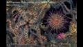 أفضل مصور بريطاني تحت الماء.. النجوم لجيني ستوك (المملكة المتحدة)