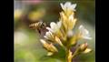 النحلة المشغولة.. للمصورة بيني لاو